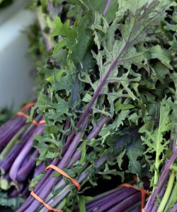 Russian red kale Anoush.com